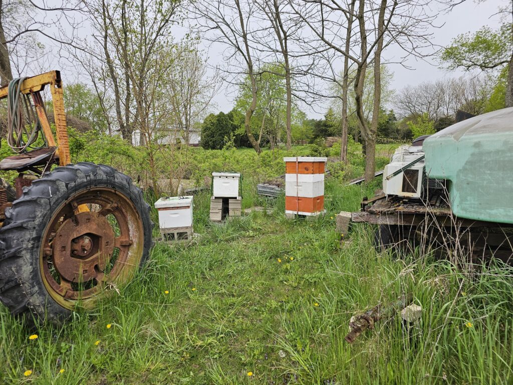 2024 beehives