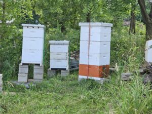 3 beehives